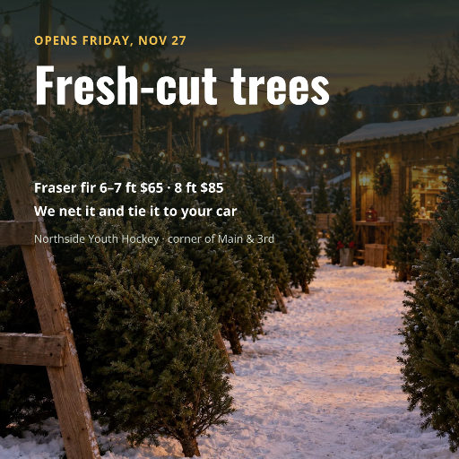Fresh-cut Christmas trees